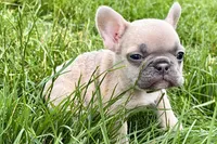 Jade, a female French Bulldog for sale in Sturgis, MI – 6 of 9