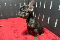 Yarma, a female French Bulldog for sale in Sturgis, MI – 9 of 10