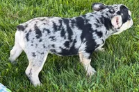Abby, a female French Bulldog for sale in Sturgis, MI – 6 of 9