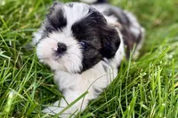 Vada, a female Shih Tzu for sale in Sturgis, MI – 6 of 10