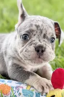 Tank, a male French Bulldog for sale in Sturgis, MI – 2 of 10