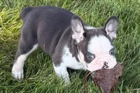 Chandler , a male French Bulldog for sale in Sturgis, MI – 3 of 10