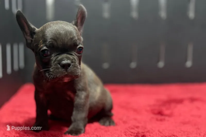 Dawn – French Bulldog puppy for sale in Sturgis, MI