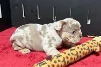 Lou, a male French Bulldog for sale in Sturgis, MI – 5 of 10