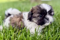 Violet, a female Shih Tzu for sale in Sturgis, MI – 8 of 10