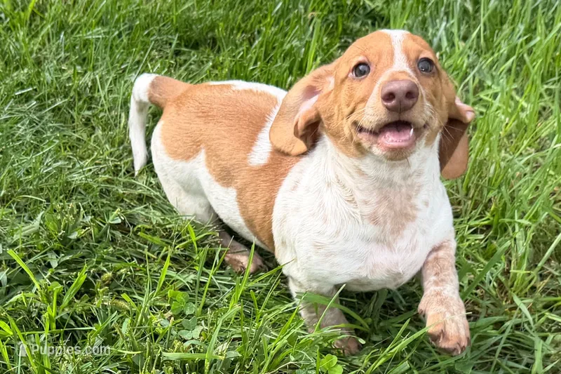 Master – Dachshund puppy for sale in Sturgis, MI