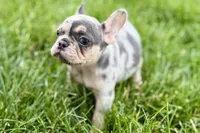 Koda, a male French Bulldog for sale in Sturgis, MI – 6 of 10