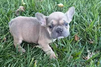 Naomi, a female French Bulldog for sale in Sturgis, MI – 4 of 7