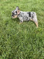 Frick, a male French Bulldog for sale in Sturgis, MI – 4 of 7