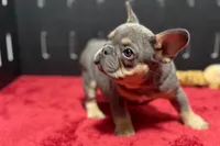 Nova, a female French Bulldog for sale in Sturgis, MI – 2 of 9