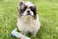 Sawyer, a male Shih Tzu for sale in Sturgis, MI – 8 of 9
