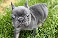 Kenzie, a female French Bulldog for sale in Sturgis, MI – 7 of 10