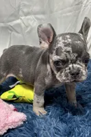 Chippy, a male French Bulldog for sale in Sturgis, MI – Photo 4 of 8