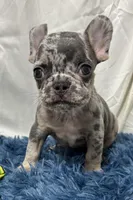 Chippy, a male French Bulldog for sale in Sturgis, MI – Photo 6 of 8