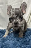 Chippy, a male French Bulldog for sale in Sturgis, MI – Photo 5 of 8