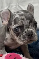 Chippy, a male French Bulldog for sale in Sturgis, MI – Photo 2 of 8