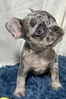 Chippy, a male French Bulldog for sale in Sturgis, MI – Photo 7 of 8