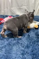 Chippy, a male French Bulldog for sale in Sturgis, MI – Photo 8 of 8