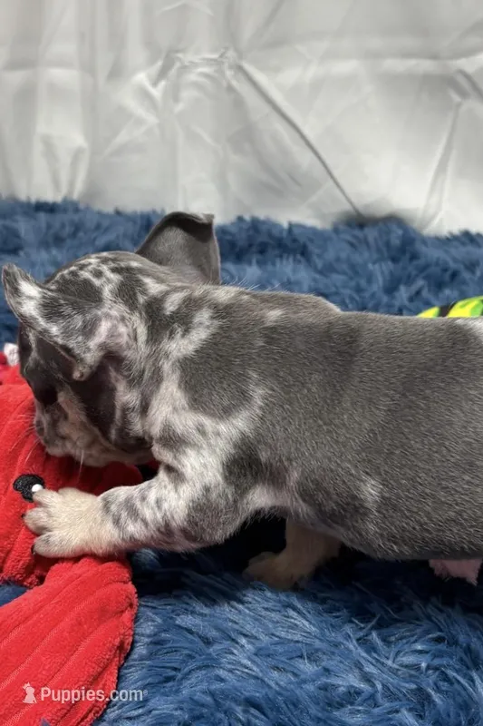 Chippy – French Bulldog puppy for sale in Sturgis, MI