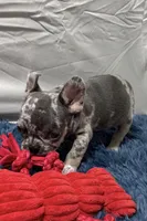 Chippy, a male French Bulldog for sale in Sturgis, MI – Photo 3 of 8