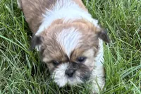 Ivona , a female Shih Tzu for sale in Sturgis, MI – 5 of 7