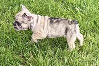 Scooter, a male French Bulldog for sale in Sturgis, MI – 5 of 9