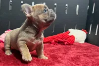 Wyman, a male French Bulldog for sale in Sturgis, MI – 5 of 10