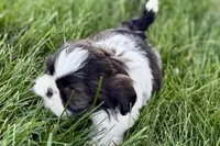 Vada, a female Shih Tzu for sale in Sturgis, MI – 4 of 10