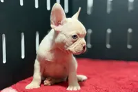 Dell , a male French Bulldog for sale in Sturgis, MI – 10 of 10
