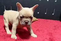 Leo, a male French Bulldog for sale in Sturgis, MI – 2 of 9