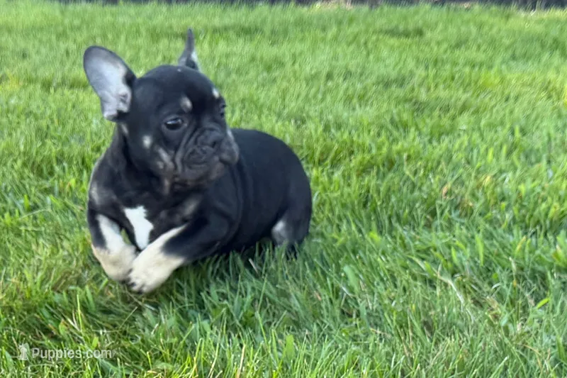 Tubby – French Bulldog puppy for sale in Sturgis, MI