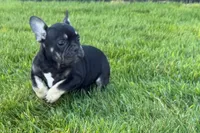 Tubby, a female French Bulldog for sale in Sturgis, MI – 1 of 9