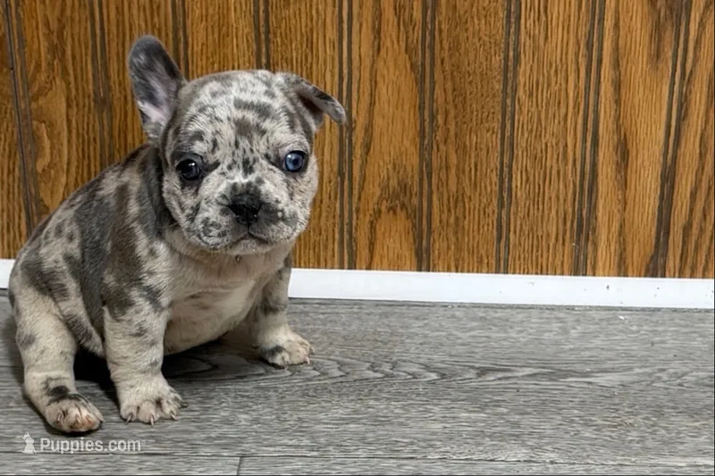 Quinn – French Bulldog puppy for sale in Sturgis, MI