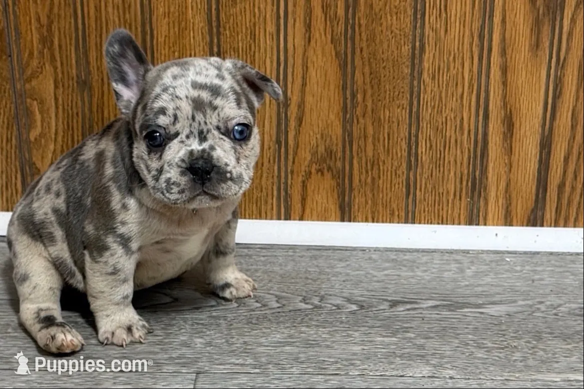 Quinn, a female French Bulldog for sale in Sturgis, MI – 1 of 10
