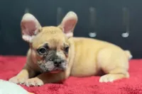 Desmond , a male French Bulldog for sale in Sturgis, MI – 6 of 10