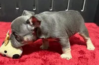 Hedie, a female French Bulldog for sale in Sturgis, MI – 8 of 10