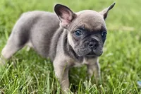 Star, a female French Bulldog for sale in Sturgis, MI – 3 of 10