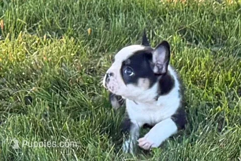 Cecil – French Bulldog puppy for sale in Sturgis, MI