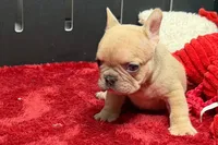 Walter, a male French Bulldog for sale in Sturgis, MI – 1 of 9