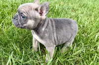 Sophie, a female French Bulldog for sale in Sturgis, MI – 2 of 10