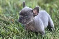 Alan, a male French Bulldog for sale in Sturgis, MI – 3 of 10