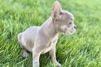 Izzy, a female Frenchton for sale in Sturgis, MI – 10 of 10