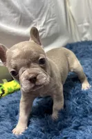 Izzy, a female Boston Terrier and French Bulldog for sale in Sturgis, MI – Photo 9 of 10