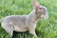 Izzy, a female Frenchton for sale in Sturgis, MI – 9 of 10