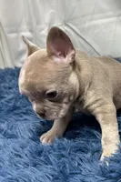 Izzy, a female Boston Terrier and French Bulldog for sale in Sturgis, MI – Photo 3 of 10