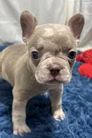 Izzy, a female Boston Terrier and French Bulldog for sale in Sturgis, MI – Photo 6 of 10