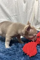 Izzy, a female Boston Terrier and French Bulldog for sale in Sturgis, MI – Photo 8 of 10