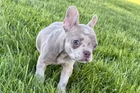 Izzy, a female Frenchton for sale in Sturgis, MI – 4 of 10