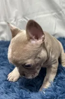 Izzy, a female Boston Terrier and French Bulldog for sale in Sturgis, MI – Photo 2 of 10