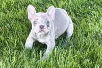 Izzy, a female Frenchton for sale in Sturgis, MI – 5 of 10